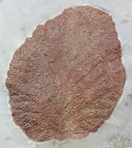 Fossil Leaf (Beringiaphyllum) - Montana #44668